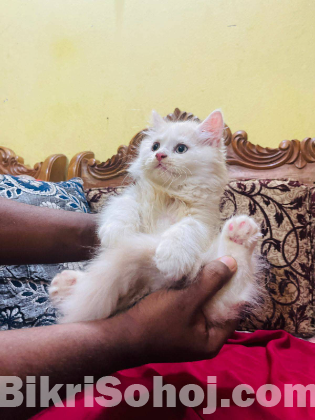 Traditional Persian female Cat